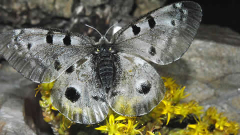 parnassius apollo