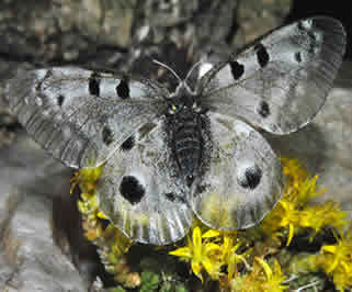 Parnassius apollo