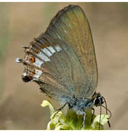 Satyrium esculi