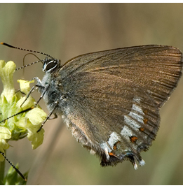 Satyrium esculi