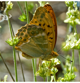Satyrium esculi