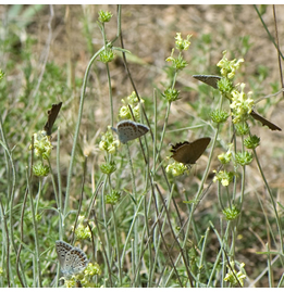Satyrium esculi