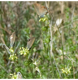 Satyrium esculi