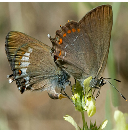 Satyrium esculi