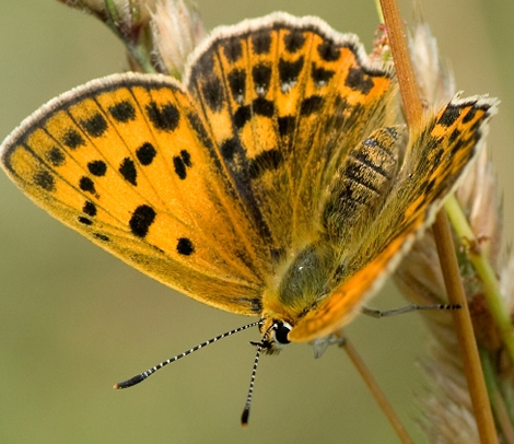 Lycaena virgaureae
