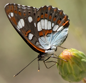 Limenitis reducta