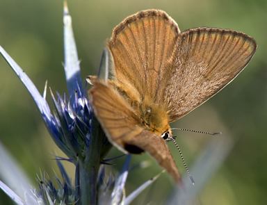 Agrodiaetus violetae