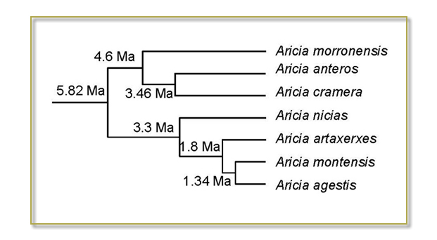  situación filogenética 