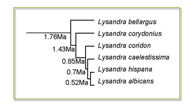  situación filogenética 