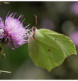 Gonepteryx rhamni