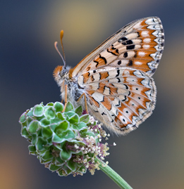 Euphydryas desfontainii