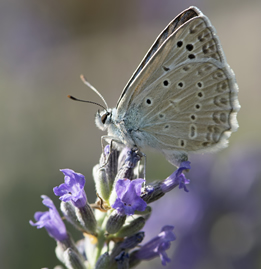 Polyommatus daphinis