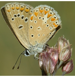 Polyommatus thersites.