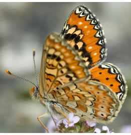 Euphydryas desfontainii