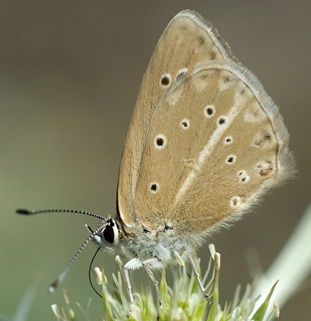 Agrodiaetus Ritartii