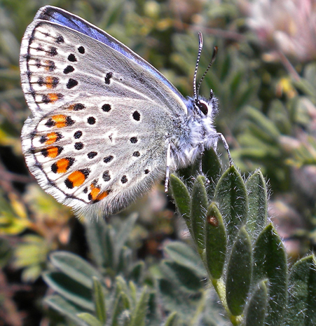 Ecotipo de montaña Kretania