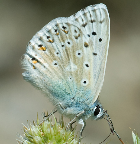 Agrodiaetus caelestissima