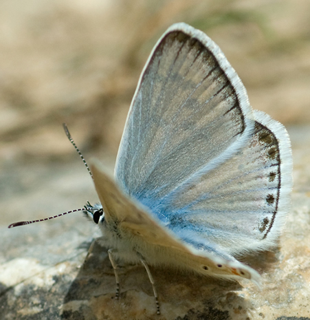 Polyommatus nivescens