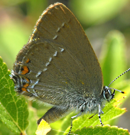 Satyrium acaciae