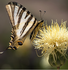 Iphiclides podalirius