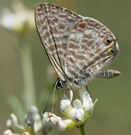 Leptotes pirithous