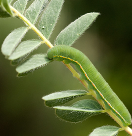 Oruga de Colias croceus