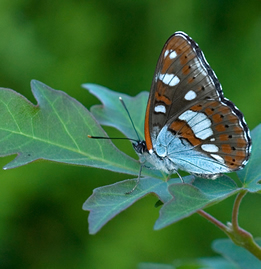 Limenitis reducta