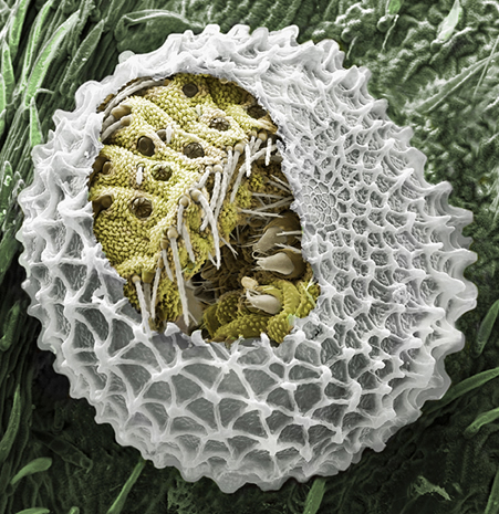 Oruga de L. bellargus