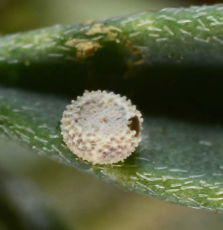 Lysandra caelestissimus