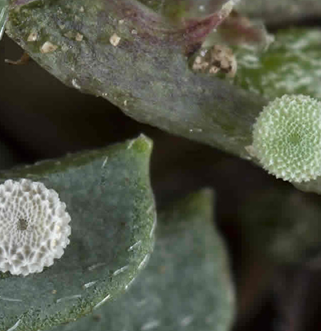 Lysandra caelestissimus