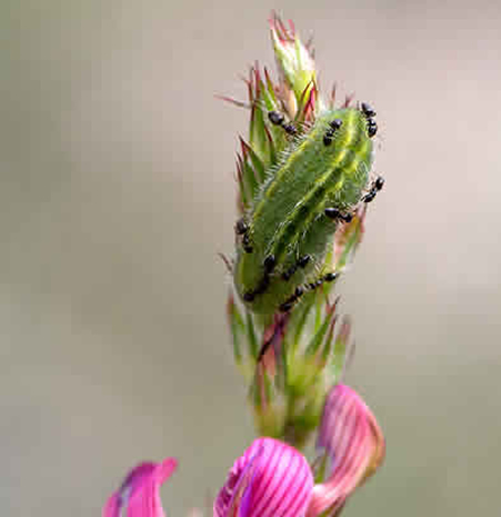 Oruga en L5 de P. thersites