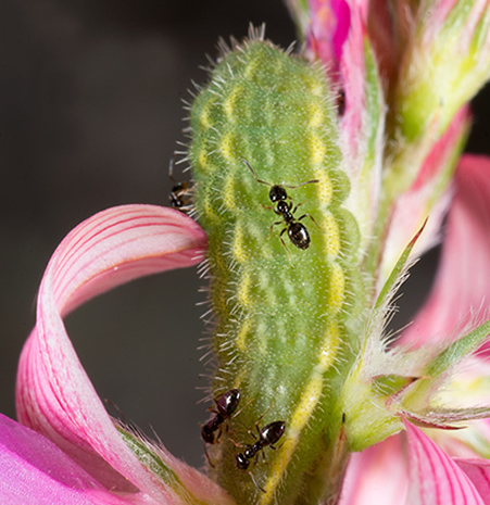 Oruga en L5 de P. thersites