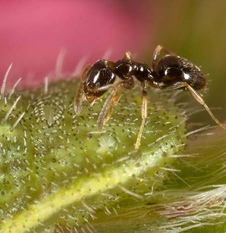 P. pygmaea con oruga de P. thersites