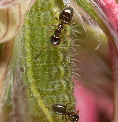 Oruga de Plebicula thersites