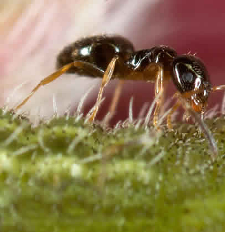 P. pygmaea y tentáculo evaginable