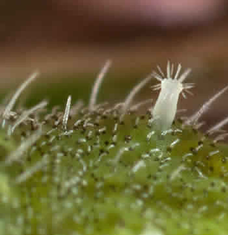 Tentáculo evaginable