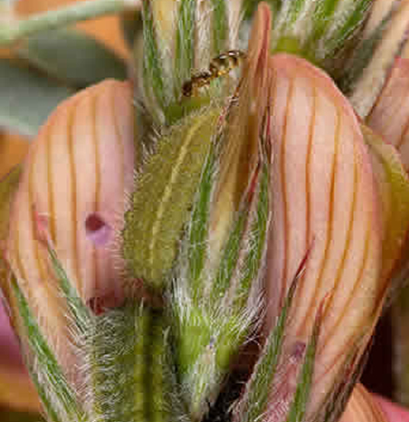 Oruga de P. thersites y P. pygmaea