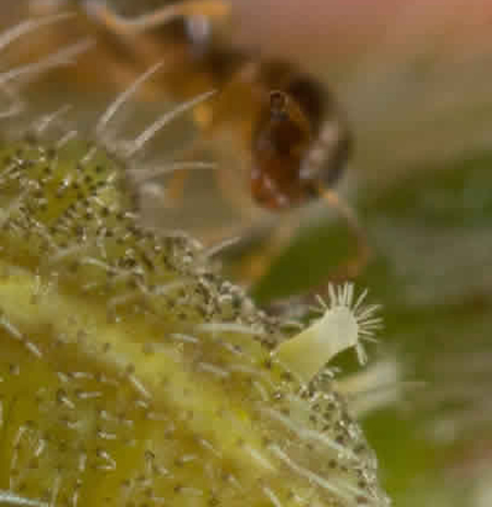 Tentáculo de P. thersites