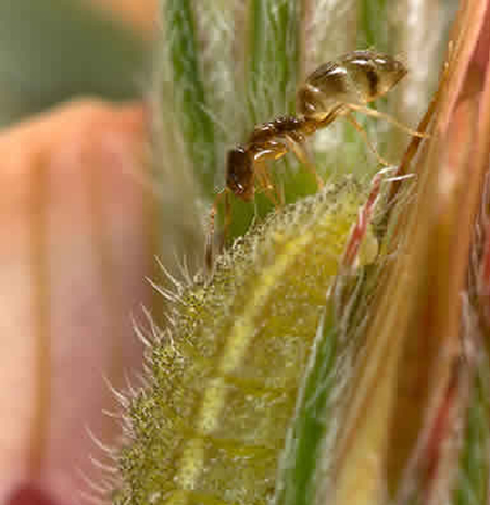 Oruga de P. thersites y P. pygmaea