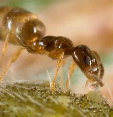 P. pygmaea comiendo en la Glandula de Newcomer