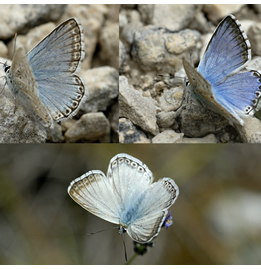 Lysandra caelestissima