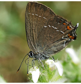 Satyrium ilicis