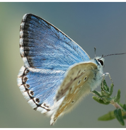 Polyommatus caelestissima