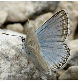Lysandra caerulescens
