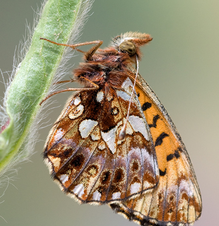 Boloria dia