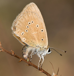Poliommatus fabressei