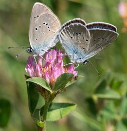 Cyaniris  semiargus
