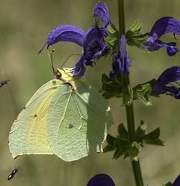 Gonepteryx cleopatra 