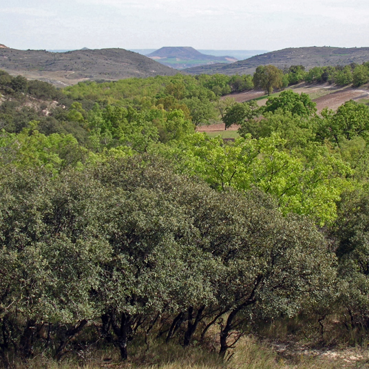 Las escasas manchas forestales de la preserranía (zona de Cogolludo), las constituyen encinares y quejigares en mezcla.