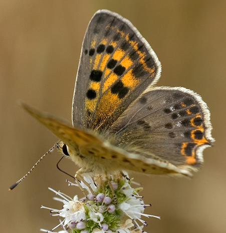 Lycaena bleusei